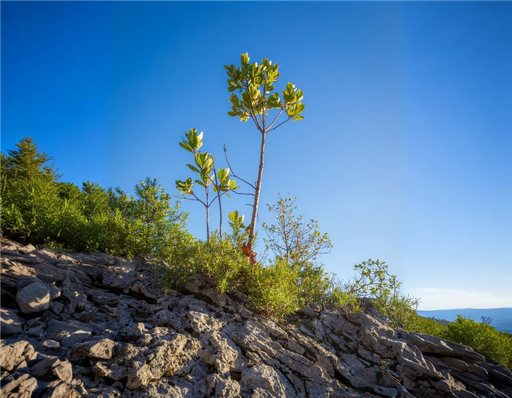 طرح A هدیه ثبت نهال کوچک 1 تا 3 سال 