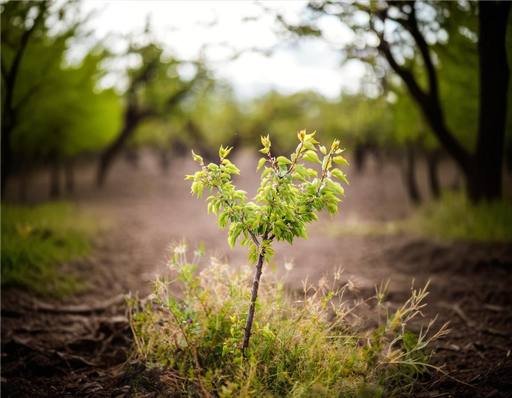 طرح B هدیه ثبت نهال 3 تا 6 سال 